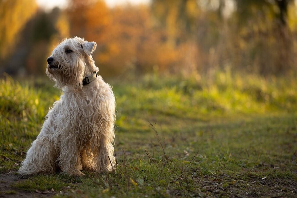 dog, nature, terrier, pet, soft coated, irish, wheaten, golden hour, animal