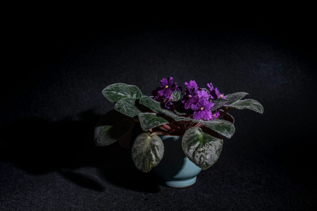 Striking African violet blooms in a ceramic pot against a deep black backdrop, showcasing vibrant violets.