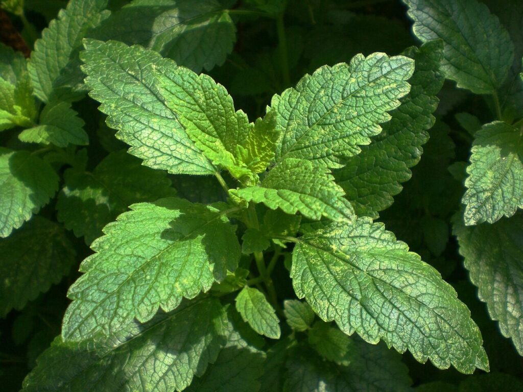 balm, lemon balm, culinary herbs, plant, melissa officinalis, nature, green, leaves, aromatic plant, medicinal plant, garden spice plant