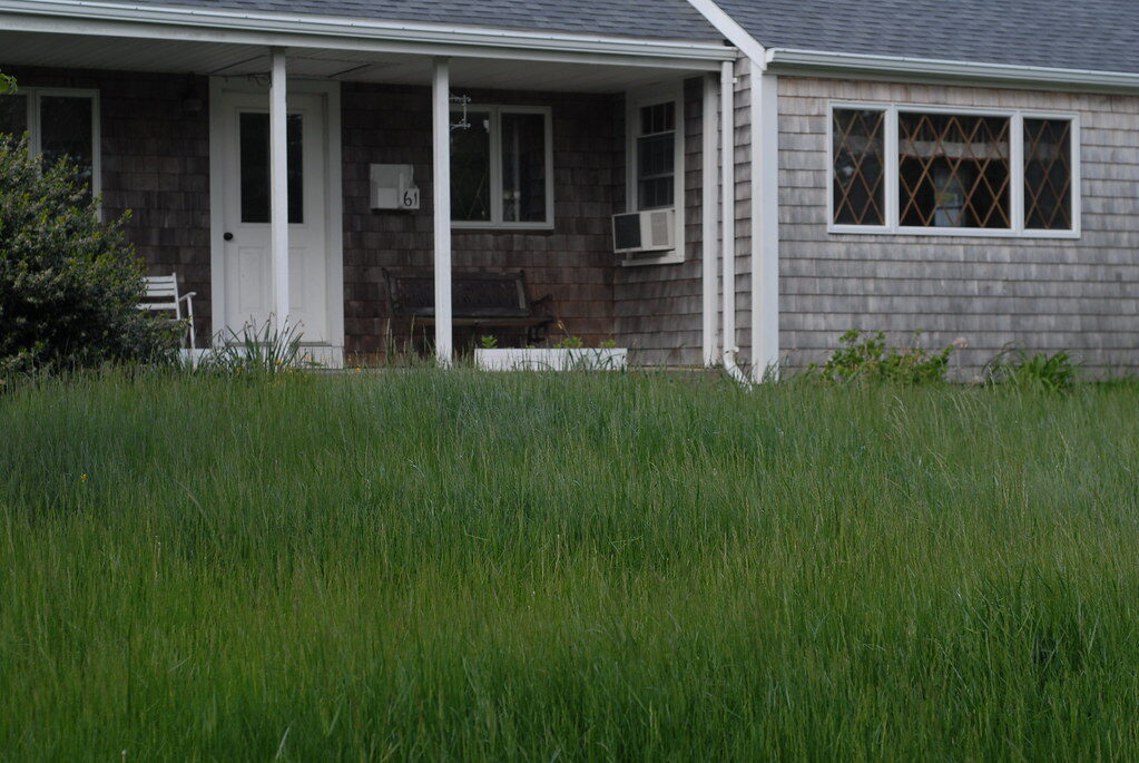 Overgrown lawns