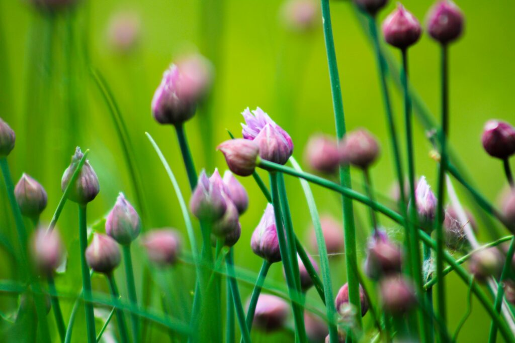 a bunch of flowers that are in the grass