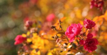A bunch of flowers that are in a vase