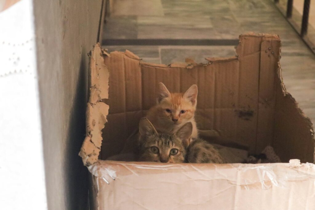 a couple of cats sitting inside of a cardboard box