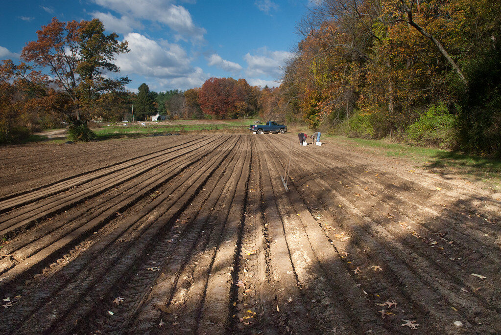 Planting Garlic