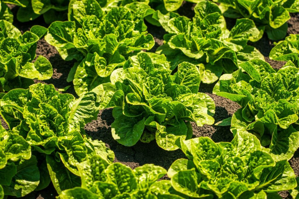 A vibrant field of fresh green lettuce plants growing in sunlight, showcasing healthy agriculture.