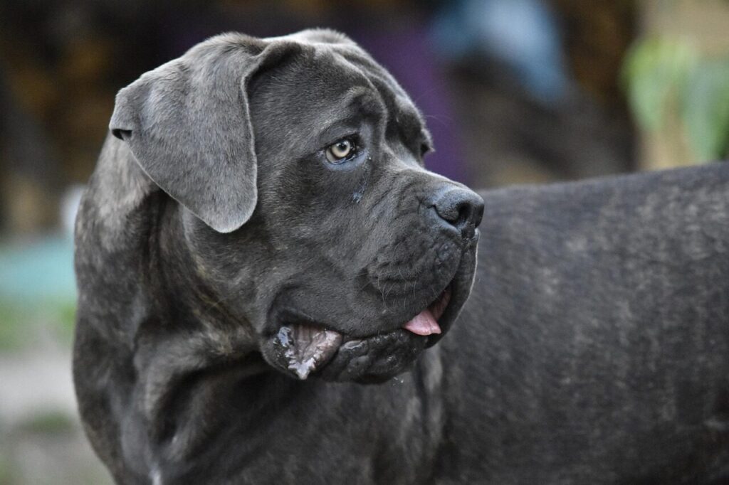 cane corso, pet, dog, animals, canecorso, animal, nature, mastiff