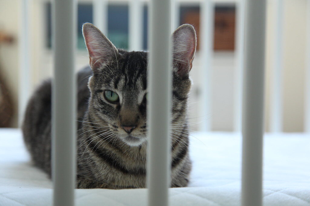 Pet crib