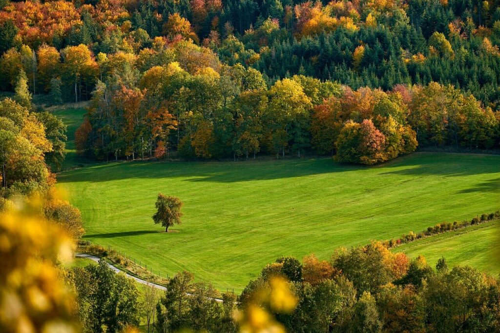field, trees, fall, autumn, mood, autumn color, fall color, meadow, hill, mountain, landscape, forest, nature, fall, fall, autumn, autumn, autumn, hill, mountain, mountain, forest, forest, forest, forest, forest