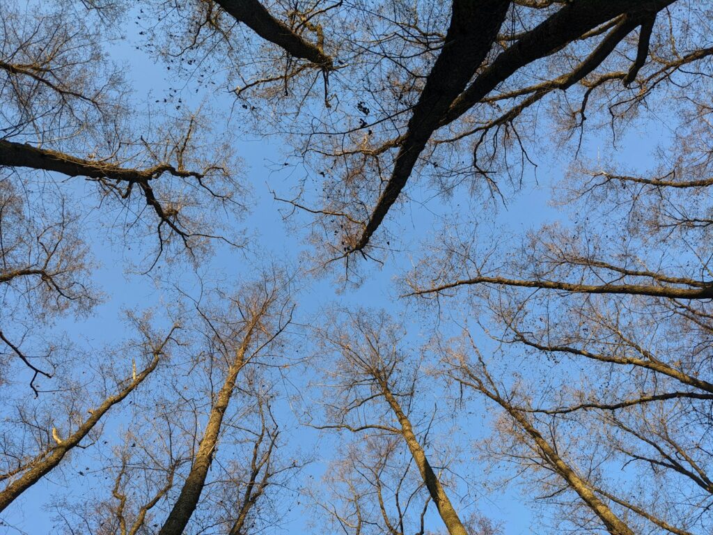 Looking up at the tops of tall trees