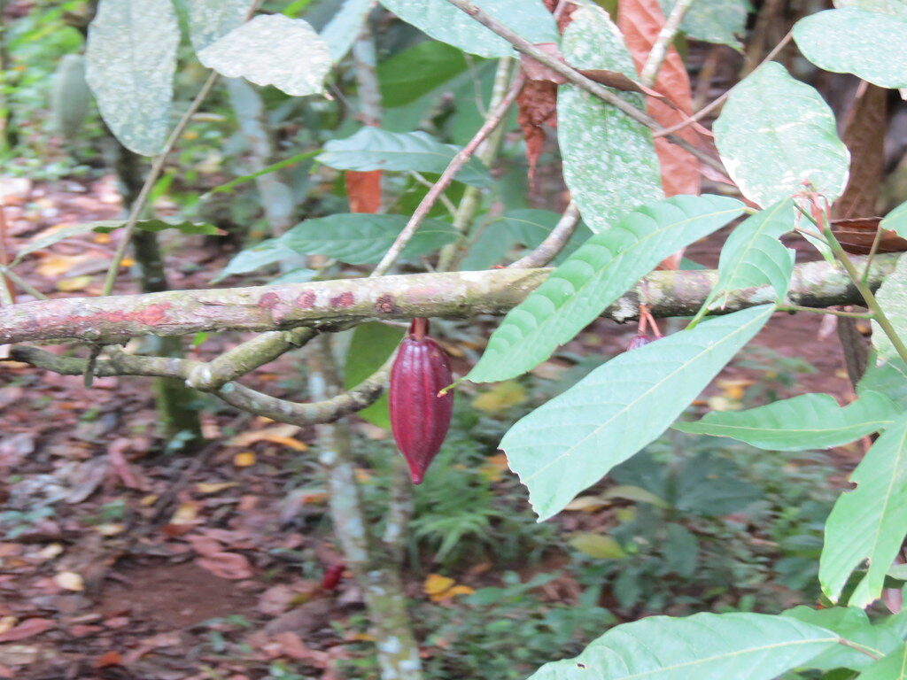 Coca plants