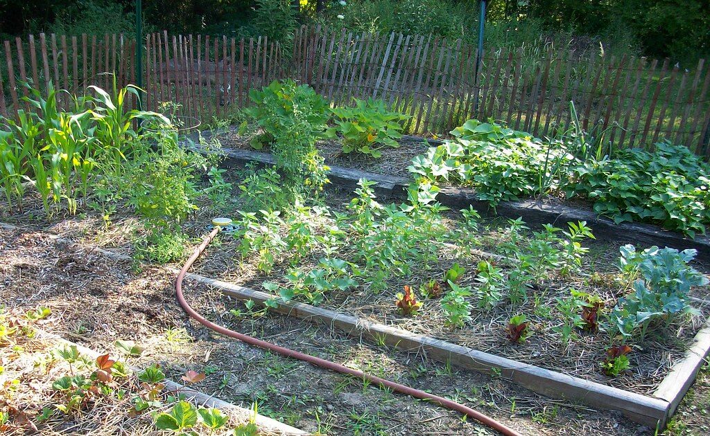 Vegetable Garden
