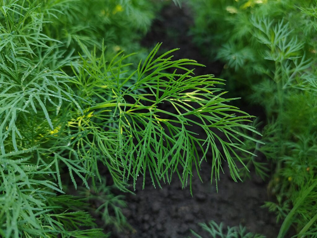 a close up of a plant with green leaves