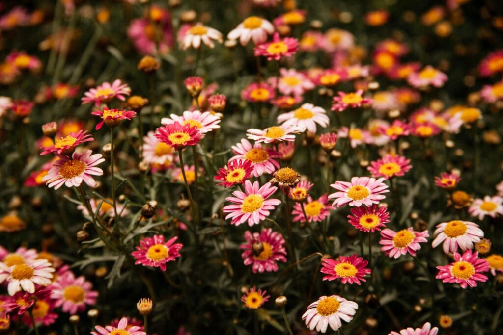 A serene garden scene with colorful pink and yellow daisies in full bloom, capturing summer's vibrant beauty.