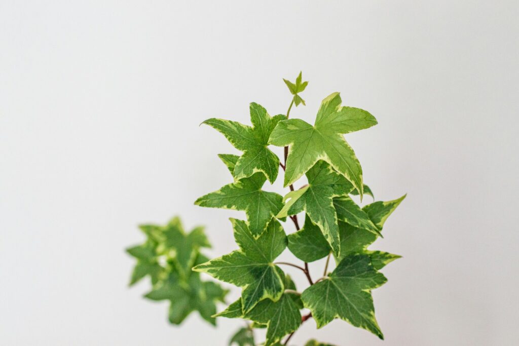a close-up of a plant