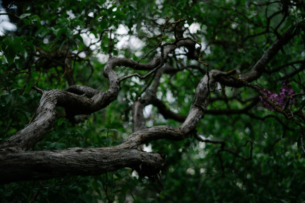 a tree with many branches and leaves