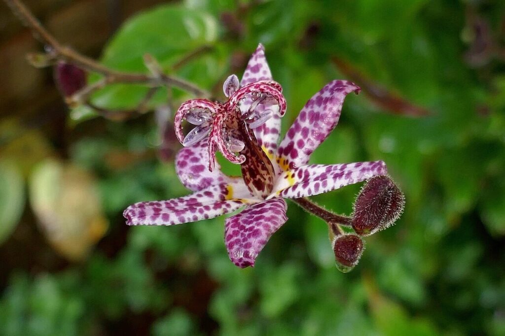 flower, blossom, bloom, lily, toad lily, beautiful flowers, plant, flower background, nature, white to purple, flower wallpaper, dotted, botany, fall, garden, tricyrtis hilta