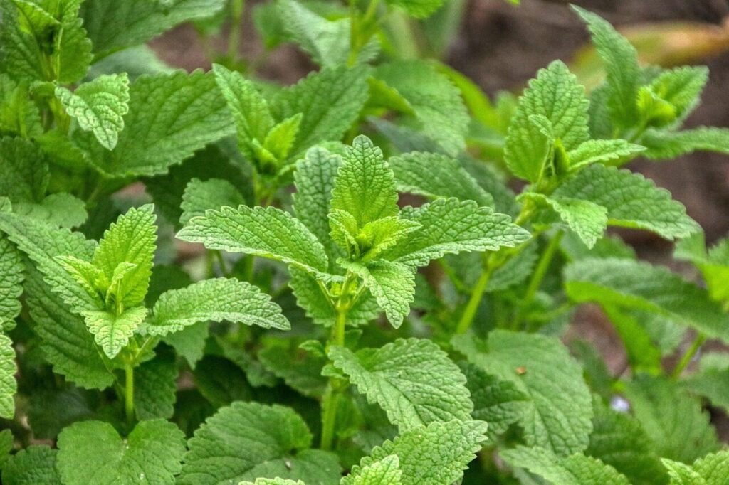 lemon, balm, lemon balm, nature, teatime, fresh, immune system, garden, plant, food