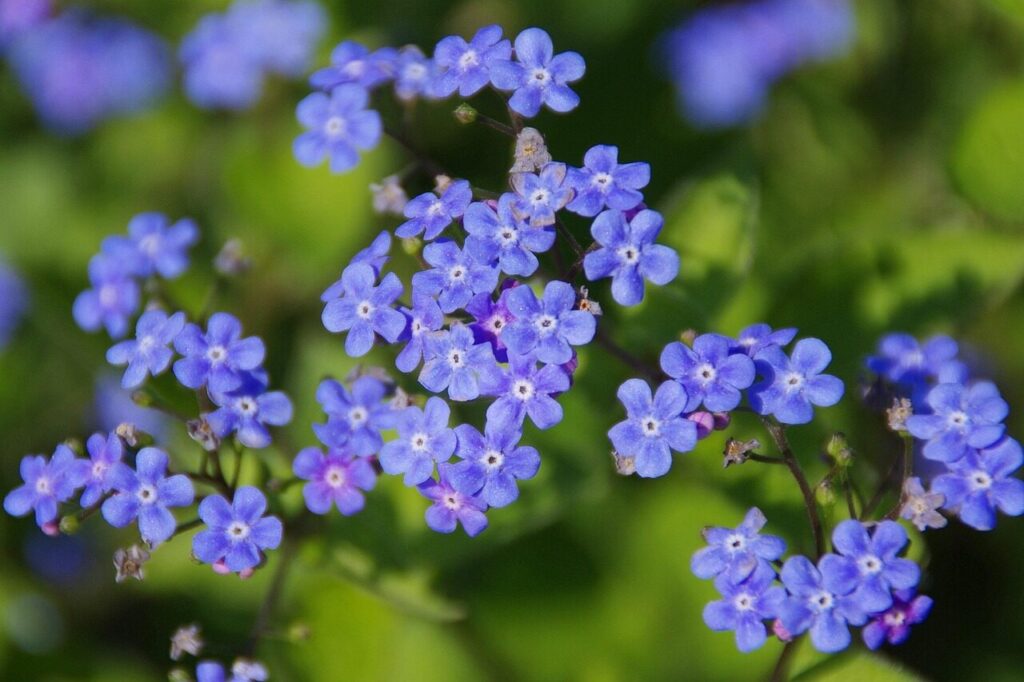 flowers, flower background, siberian bugloss, meadow, blue flowers, great forget-me-not, largeleaf brunnera, heartleaf, brunnera macrophylla, bloom, blossom, flower wallpaper, flowering plant, plant, flora, nature, beautiful flowers, closeup