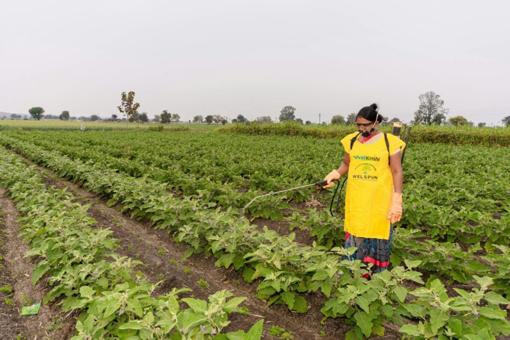 Indian farmer applying pesticide in lush green farmland near Nagpur, India.