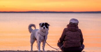 A tranquil moment at sunset on the beach with a woman and her dog.