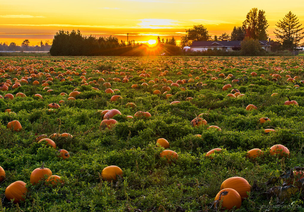Pumpkin Patch