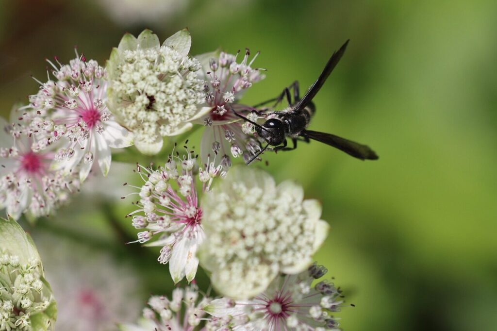 masterwort, insect, pollination, astrantia, macro, wasp, garden, close up, nature