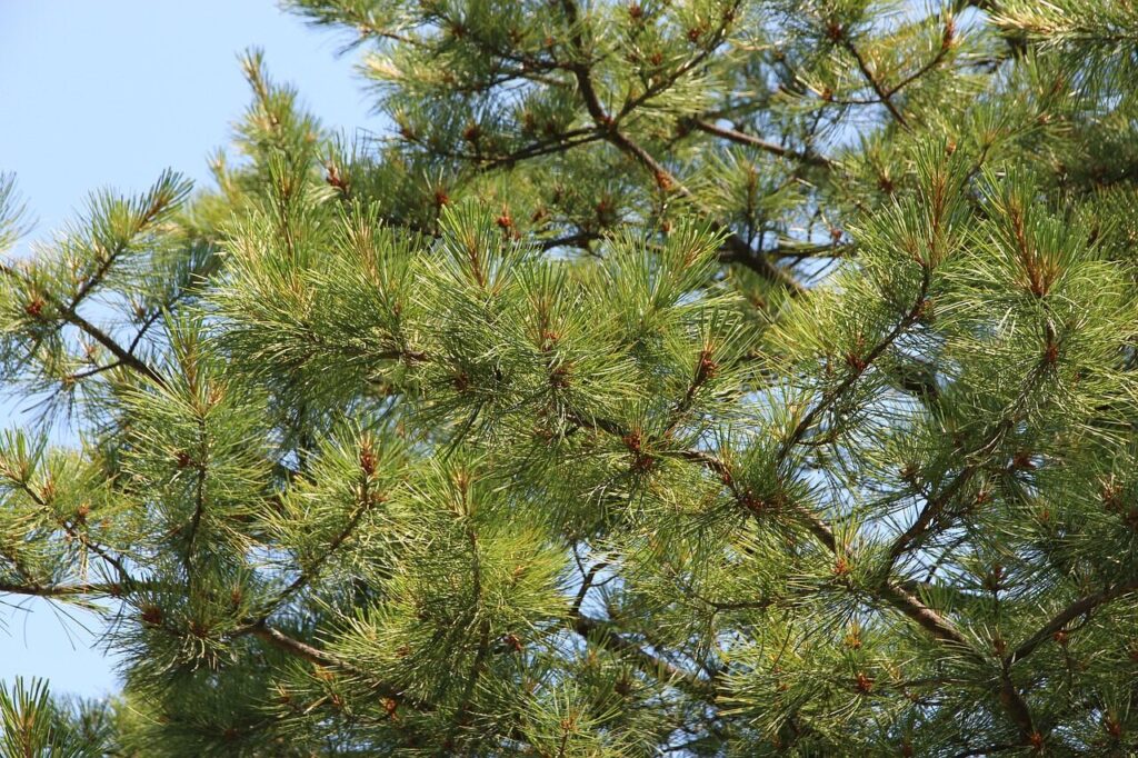 cedar, tree, coniferous, factory, nature, green