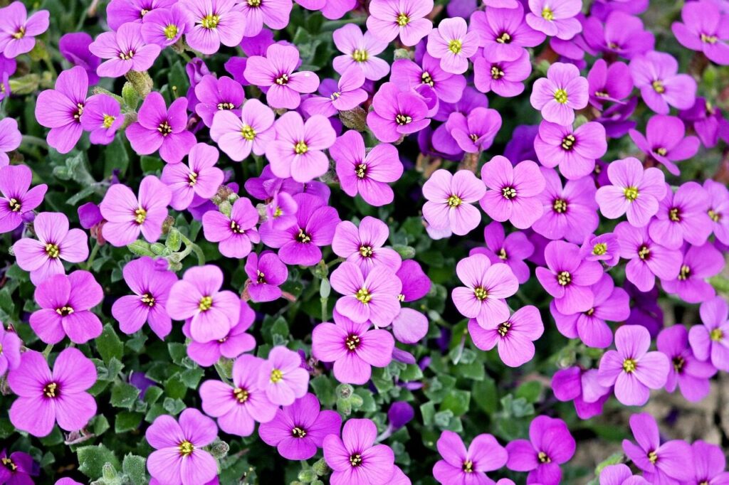purple, flowers, petals, bloom, blossom, flora, floriculture, horticulture, beautiful flowers, botany, nature, plants, flowering plants, flower wallpaper, spring, spring flowers, garden, flower garden, purple flowers, flower background, purple petals