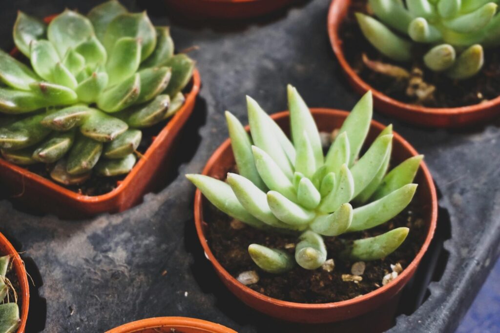 Close-up of vibrant green succulent plants in pots, perfect for gardening enthusiasts.