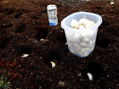 Planting garlic