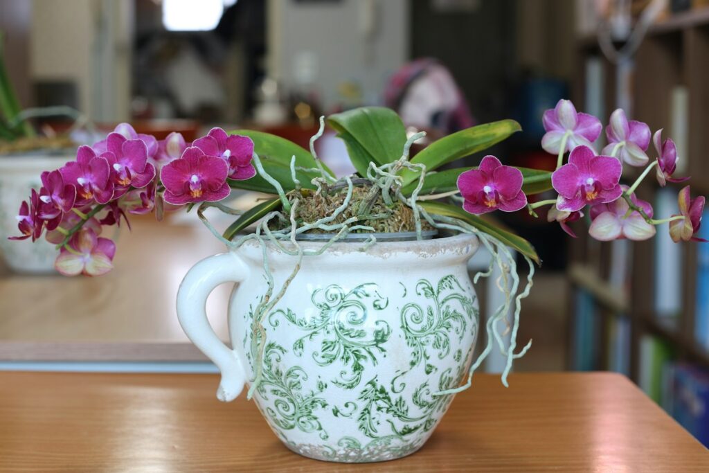 A beautiful purple orchid blooms in a decorative pot.