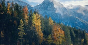 mountains, forest, trees, pasture, meadow, nature, landscape, fall, autumn