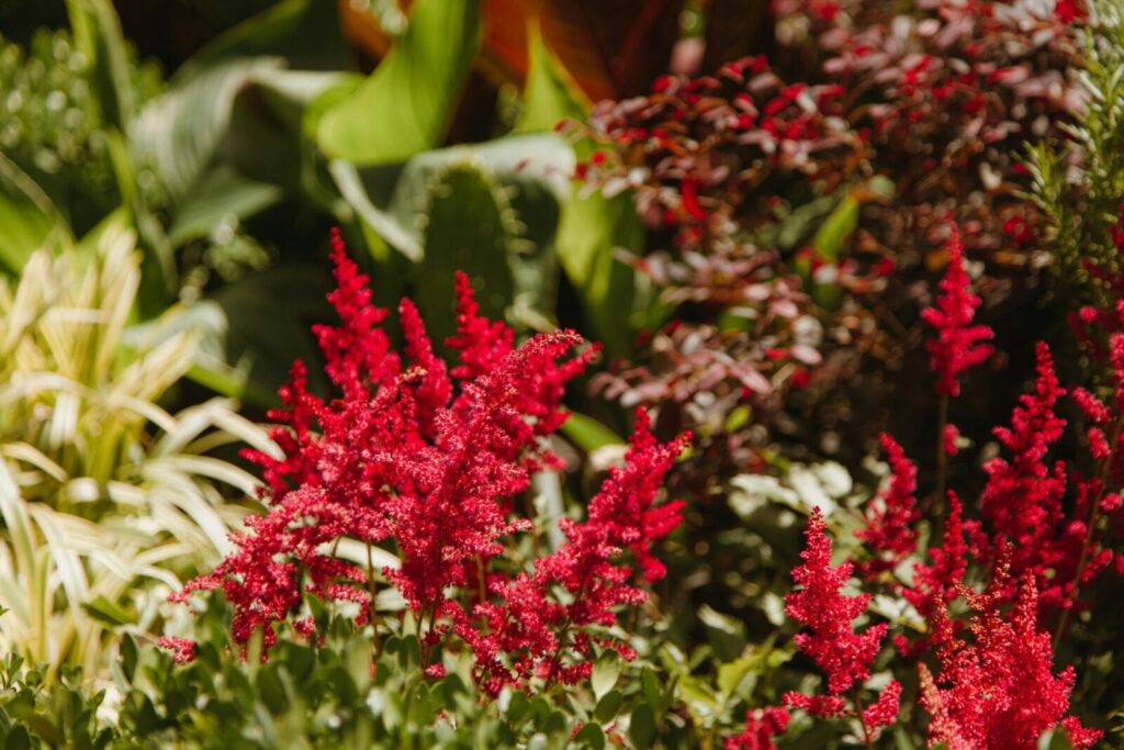 Beautiful red Astilbe flowers blooming vibrantly in a lush, sunny garden setting.