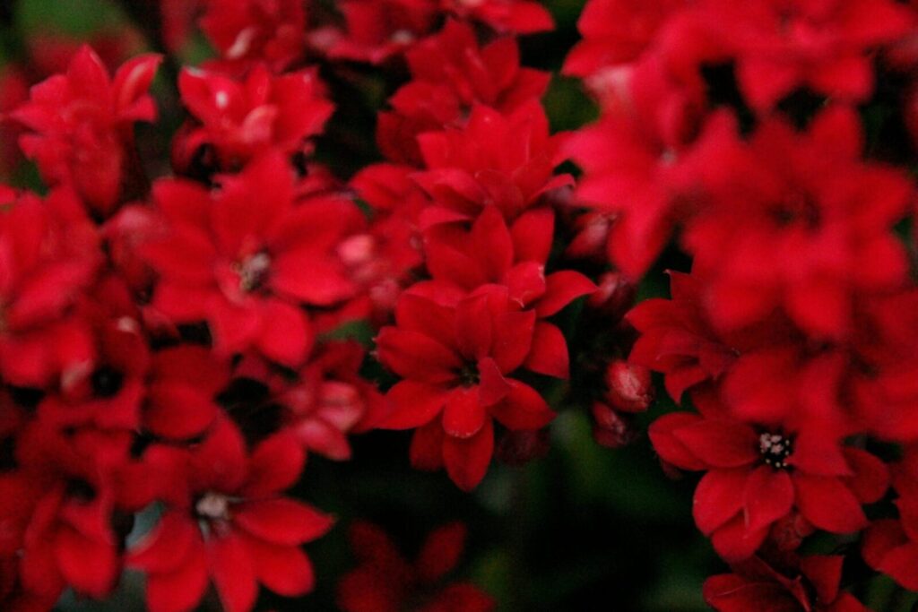 Stunning close-up of vibrant red flowers in full bloom, showcasing their rich botanical beauty.