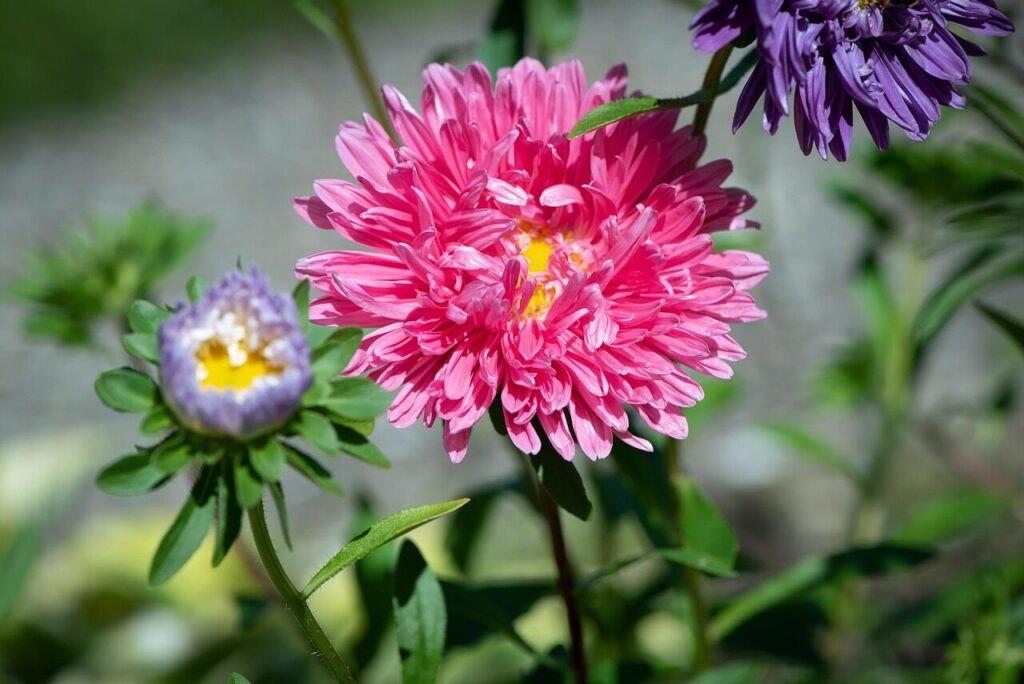 chinese aster, flower wallpaper, beautiful flowers, flower background, flower, plant, annual aster, bloom, blossom, ornamental plant, flora, nature, garden, closeup