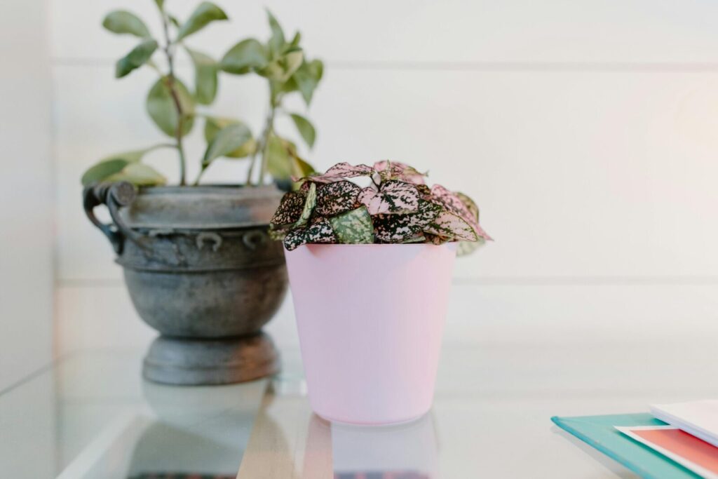 Elegant arrangement of indoor potted plants on a glass table with a white wall background.