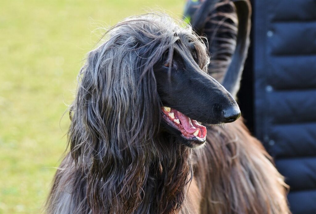 afghan, greyhound, afghan hound, pet, balutschi-greyhound, dog, purebred dog, hair, snout, teeth, denture, bite, run, cute, domestic animal, nature, animal