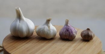 garlic, garlic elephant, garlic white, gray elephant, garlic, garlic, garlic, garlic, garlic