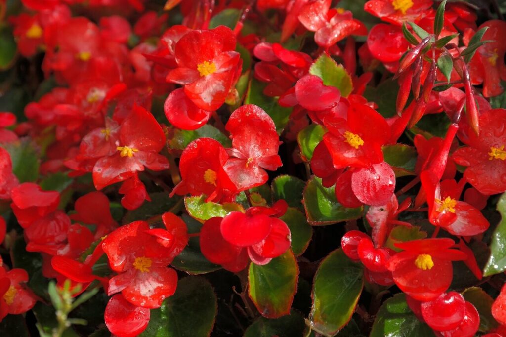 ice begonias, nature, flower, blossoms, red, flower wallpaper, flora, semperflorens begonias, begonia semperflorens cultorum, begonia semperflorens hybrids, eyes of god, begonia leaf plants, begoniaceae, ocimum begonia, begonia, multicoloured, coloured, colorful, cherry red, bedding plant, beautiful flowers, balcony plant, bright, flower background, bedding begonias