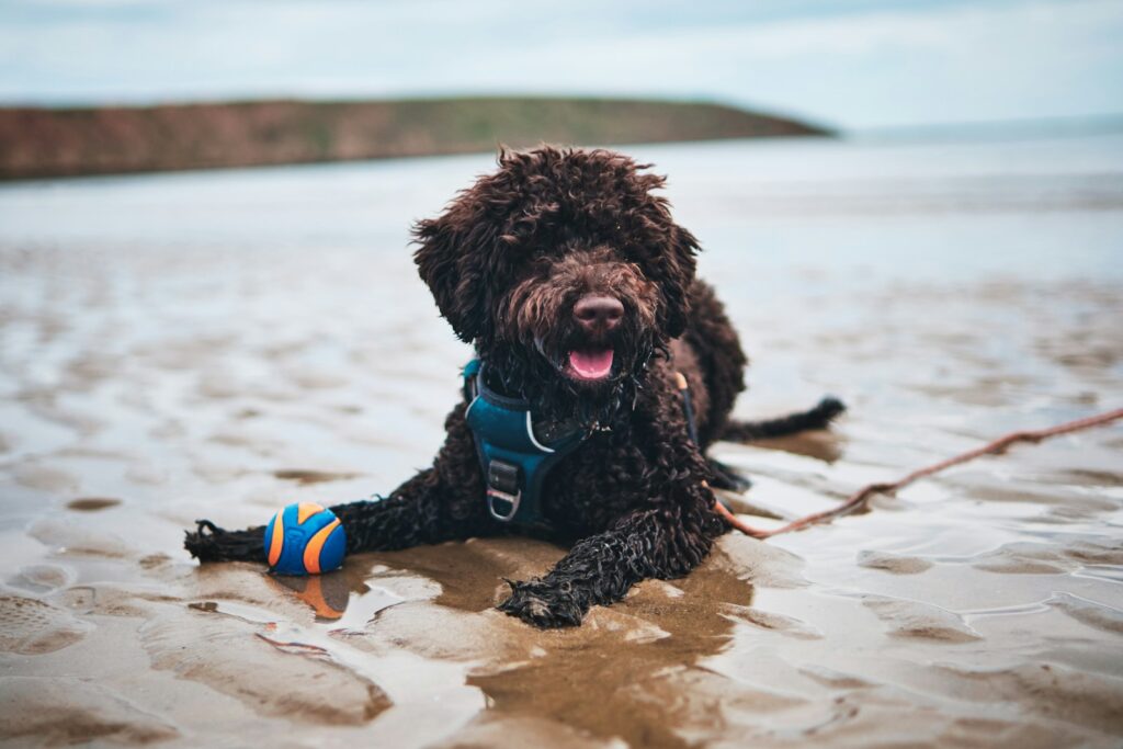 Lagotto Romagnolo