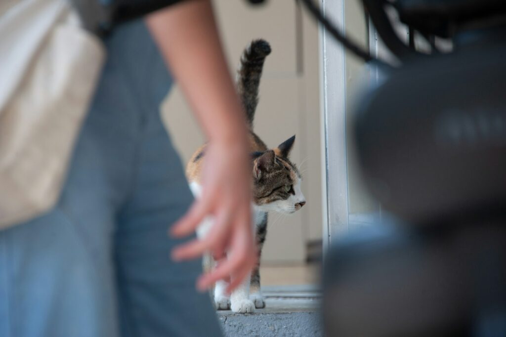 A cat is standing in front of a door
