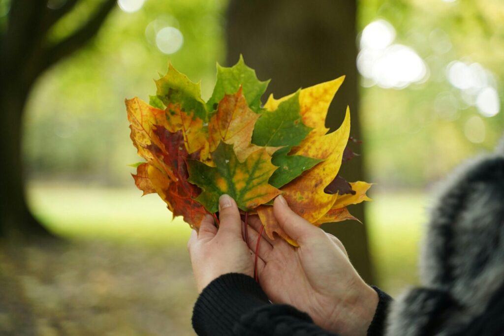 A close-up of hands holding vibrant maple leaves in an outdoor autumn setting.