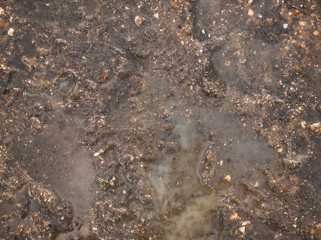 Wet Soil