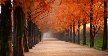 Explore a tranquil path adorned with vibrant fall foliage and distant silhouette, perfect for seasonal serenity.