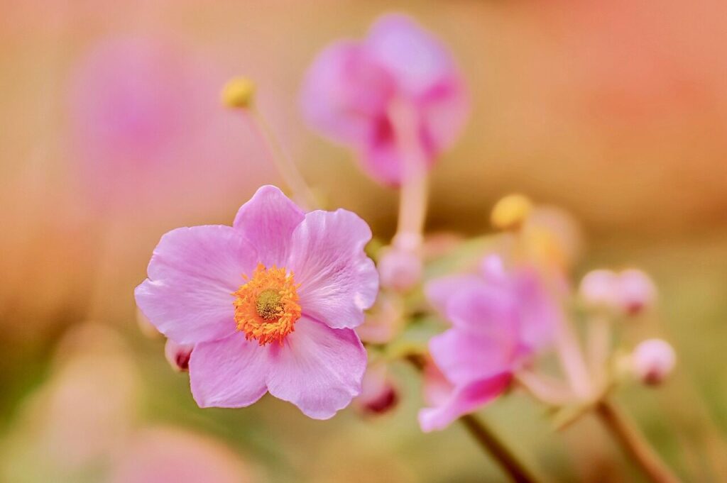 japanese anemone, pink flowers, garden, blossom, bloom, eriocapitella hupehensis, nature