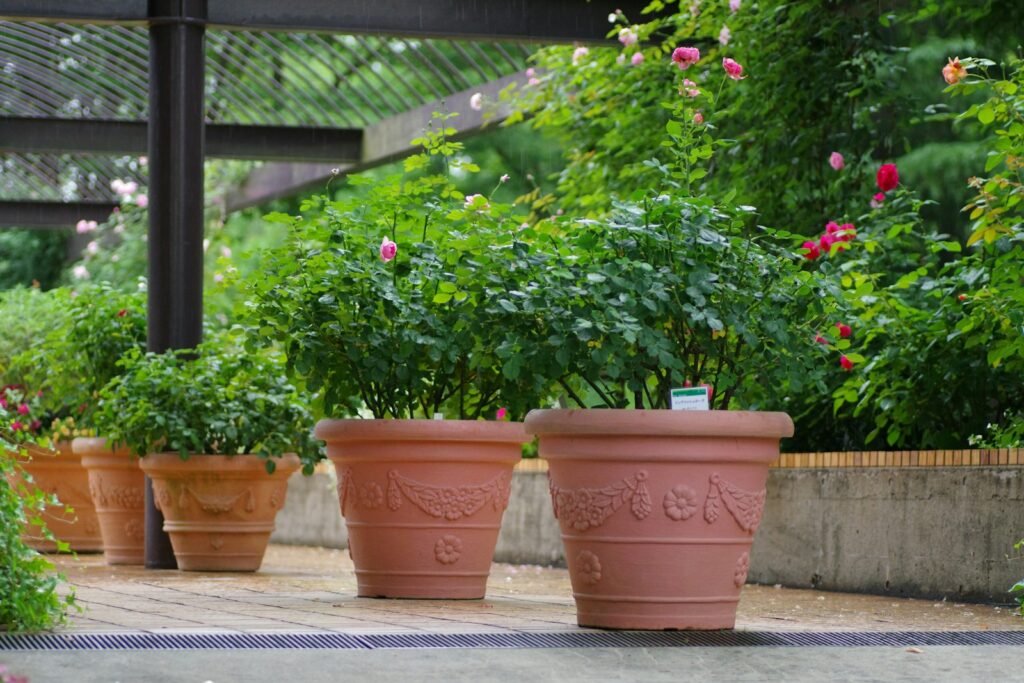 A row of potted plants sitting on top of a sidewalk