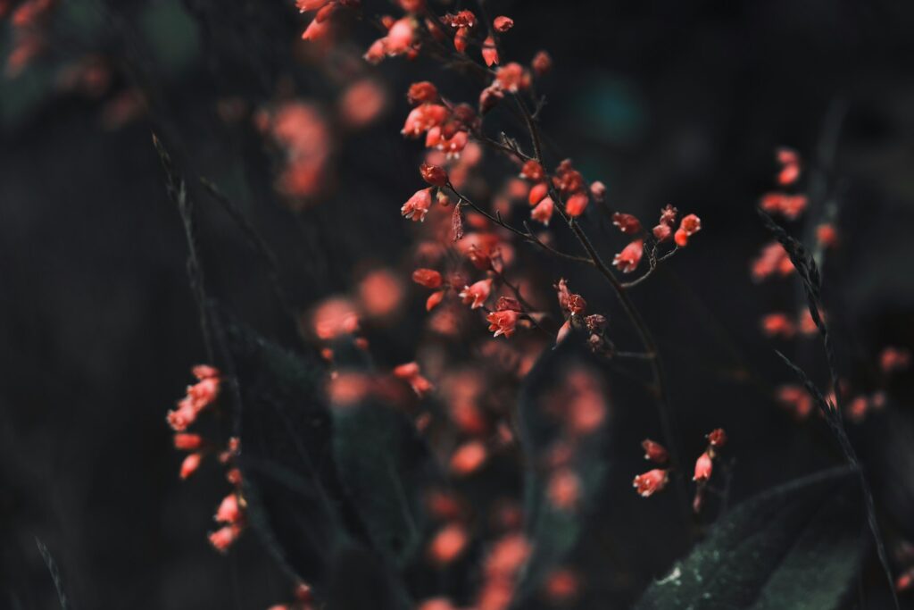 a close up of a plant with red flowers