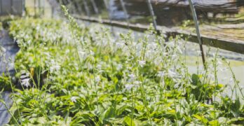 white-petaled flowers