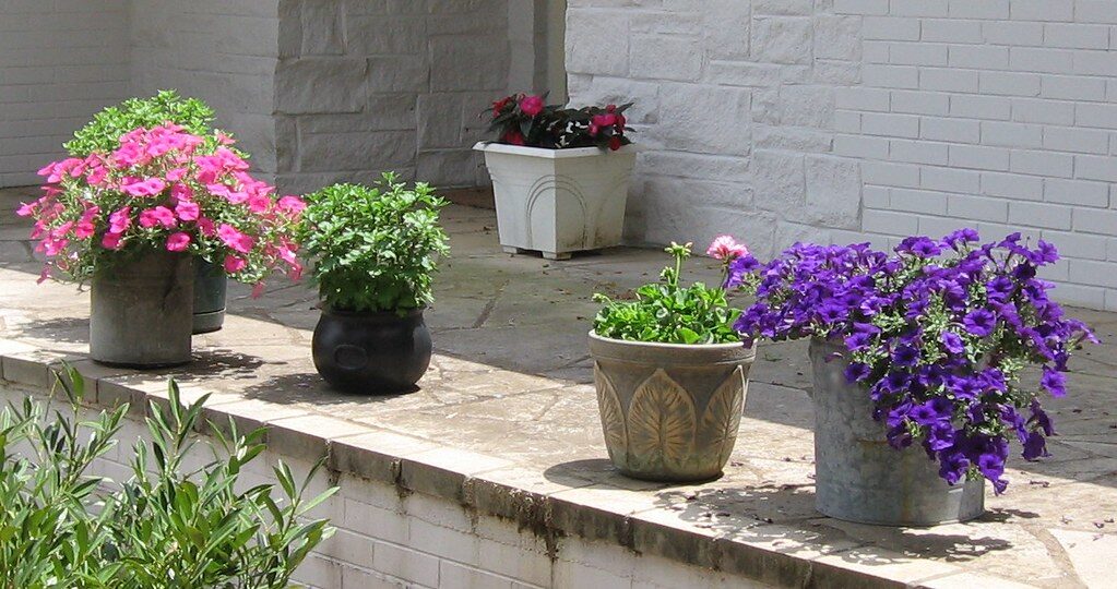 Container Plants