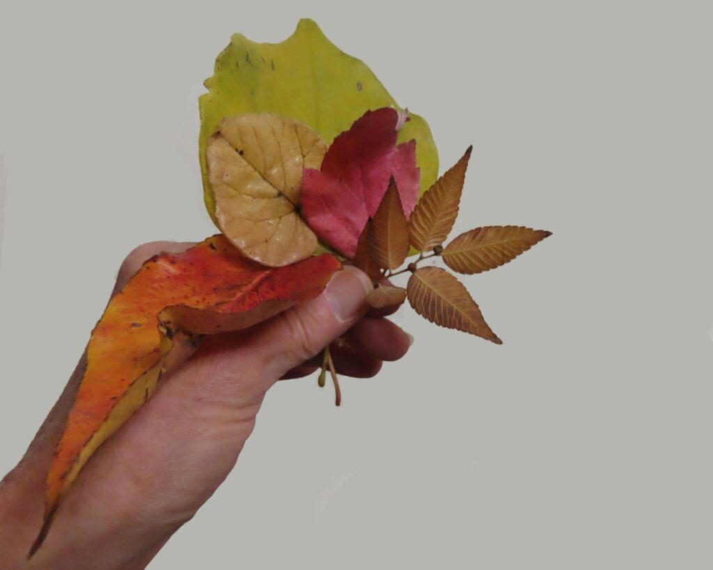 a hand holding a leaf